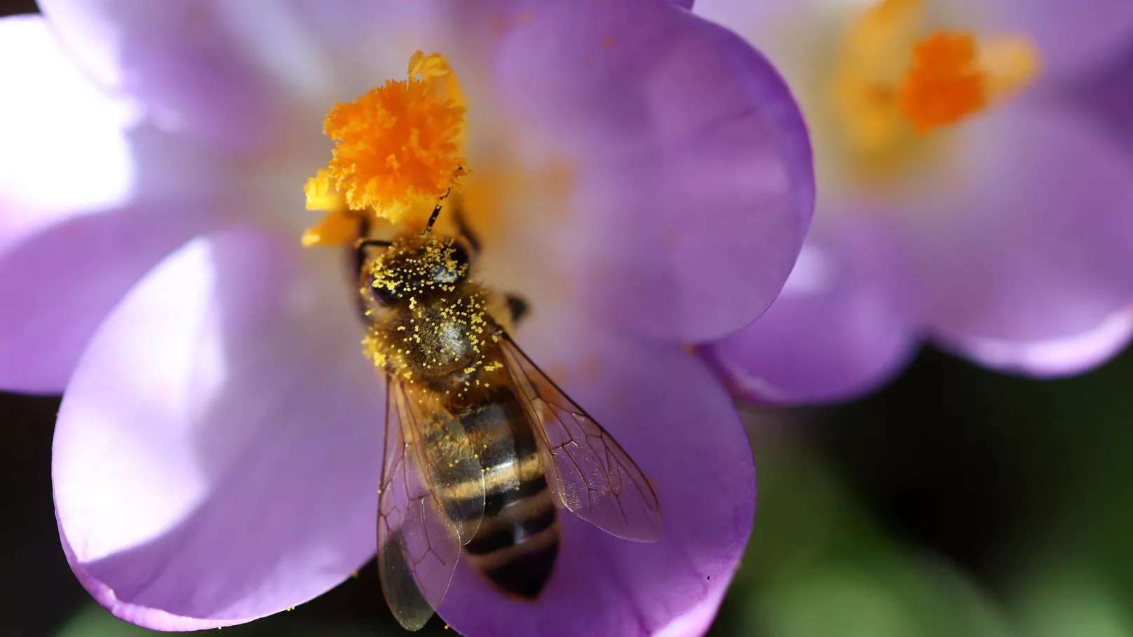 Breeding honey bees and queens