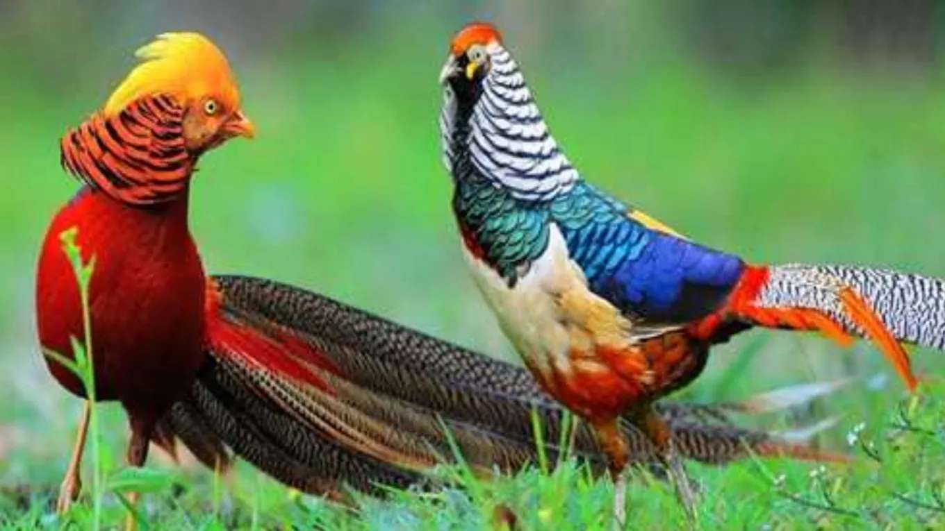 Pahlavi pheasant breeding