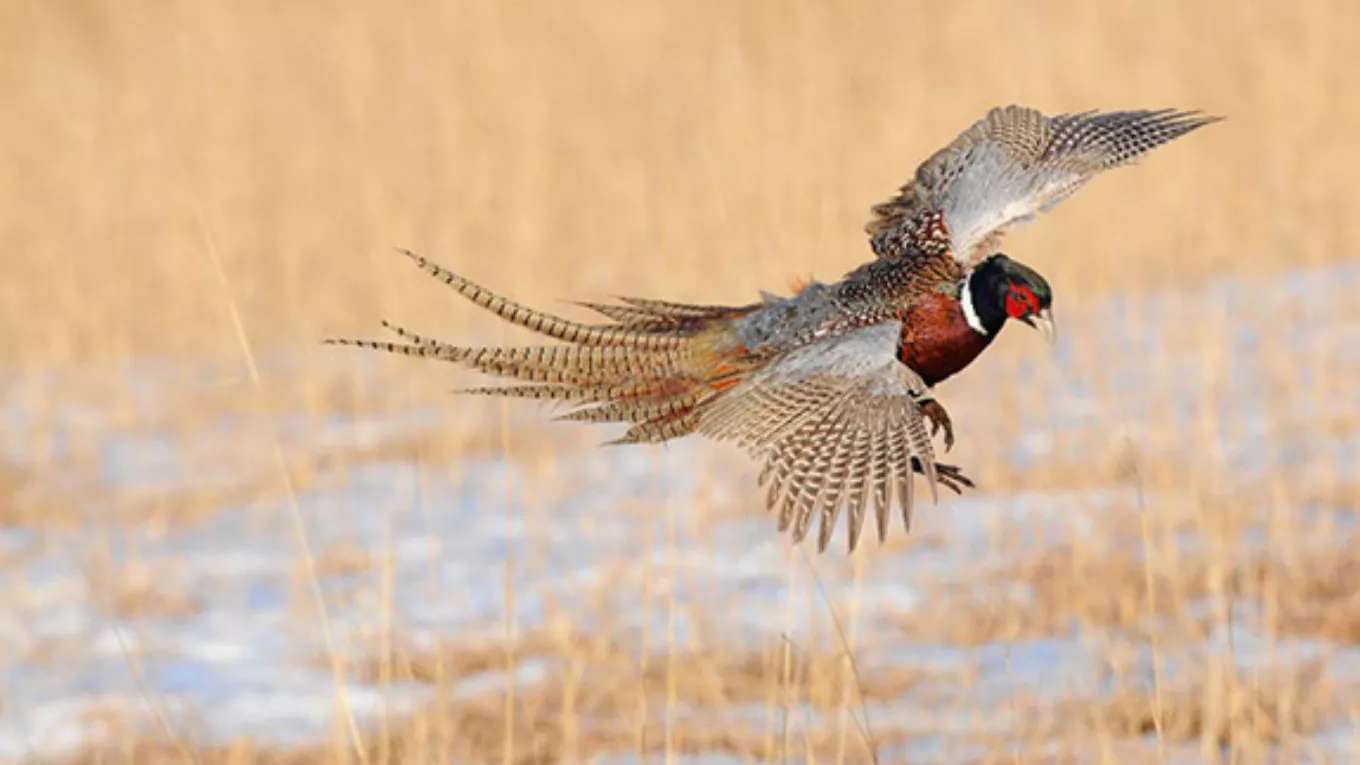 Pahlavi pheasant breeding