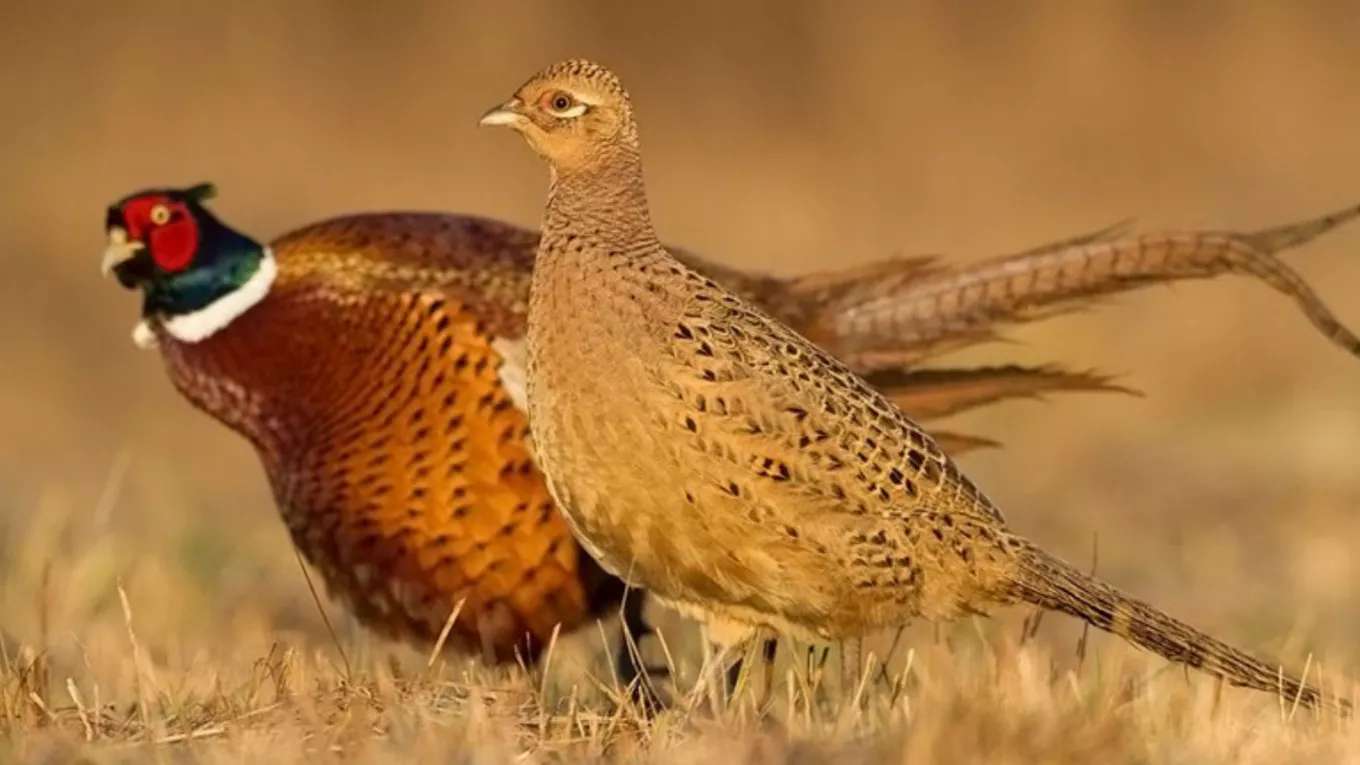 Pahlavi pheasant breeding