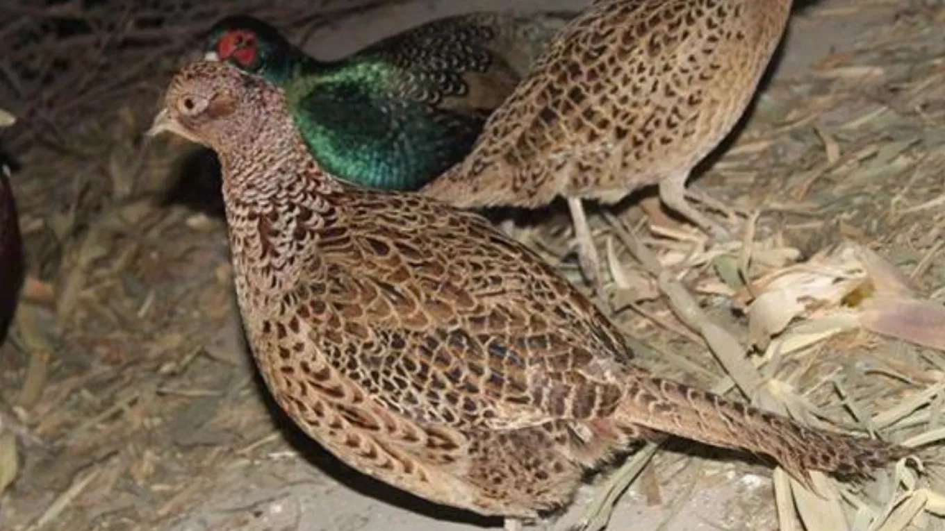Pahlavi pheasant breeding