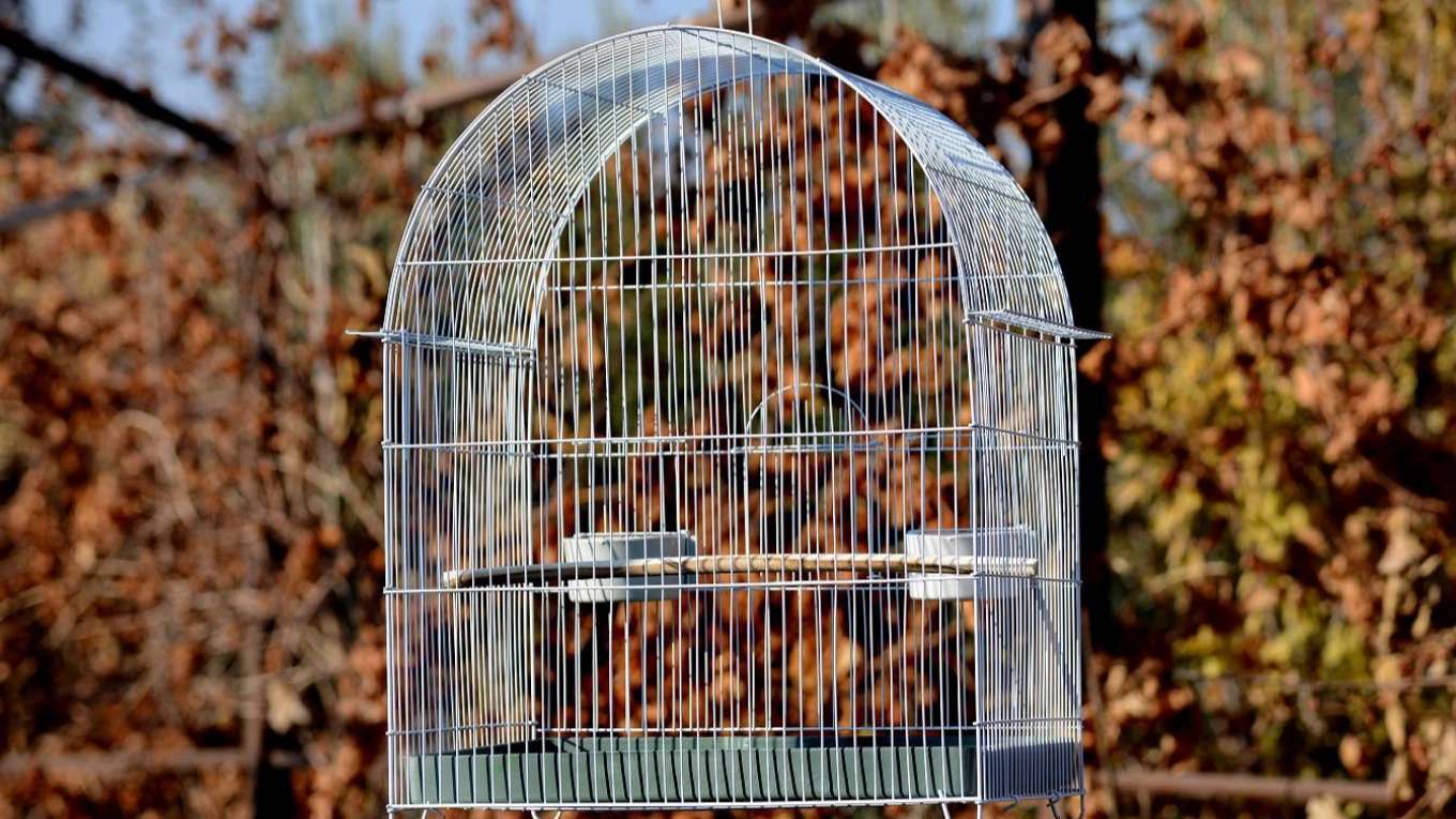 Bird cage production