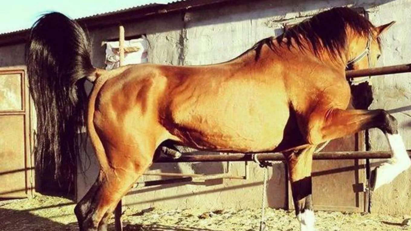 Horse breeding