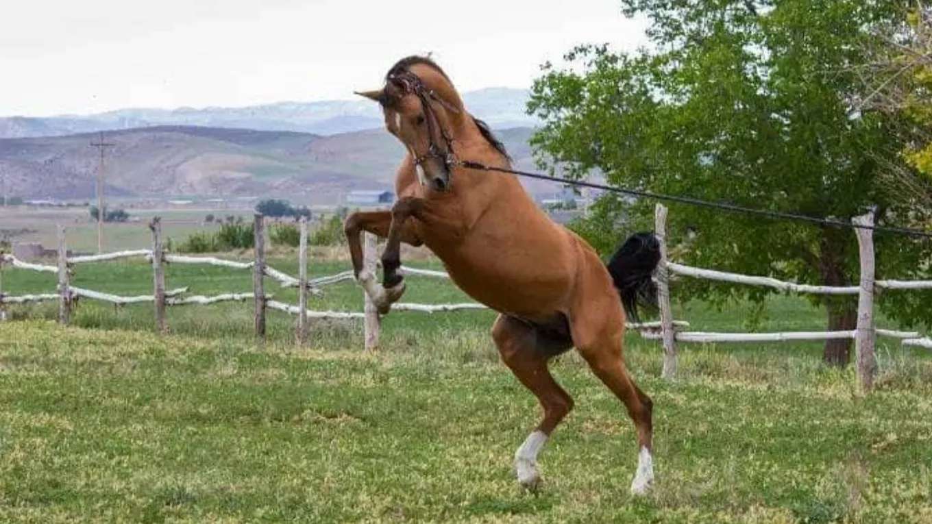 Horse breeding