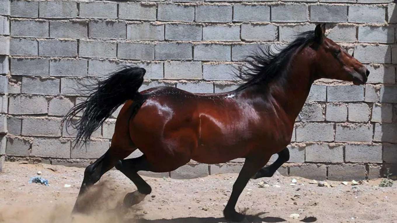 Horse breeding