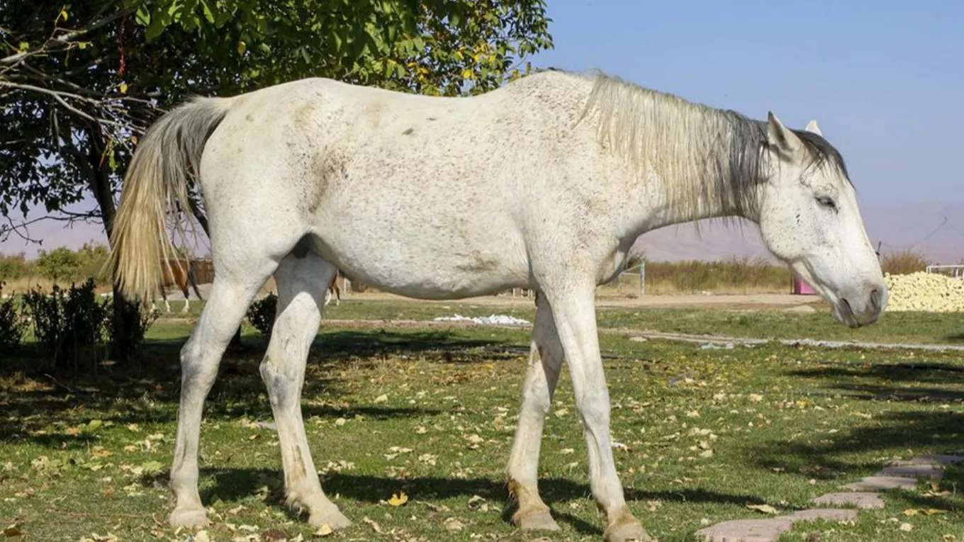 Horse breeding