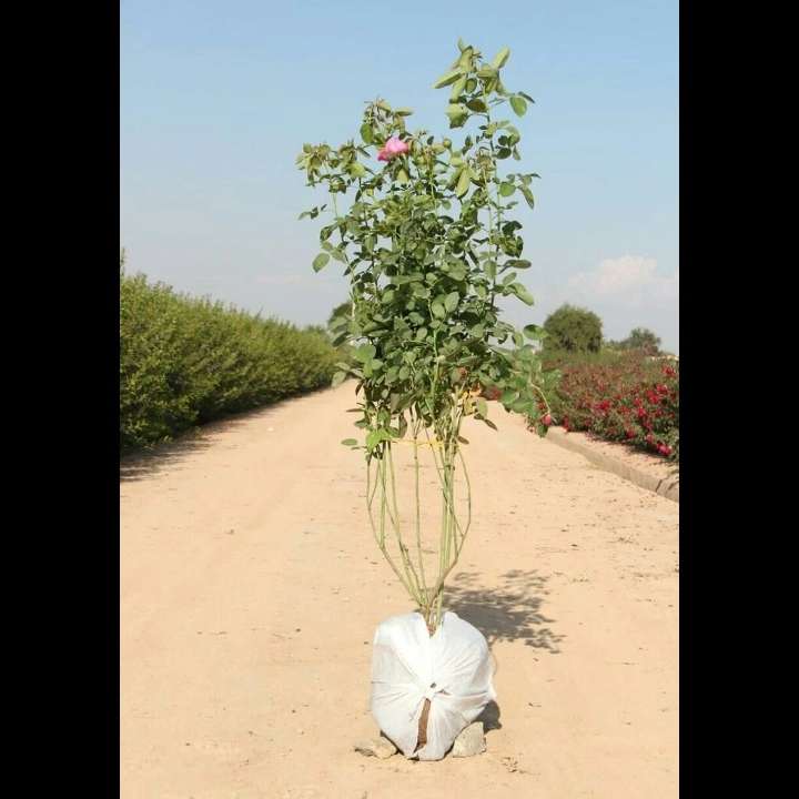 1693911730068.webp