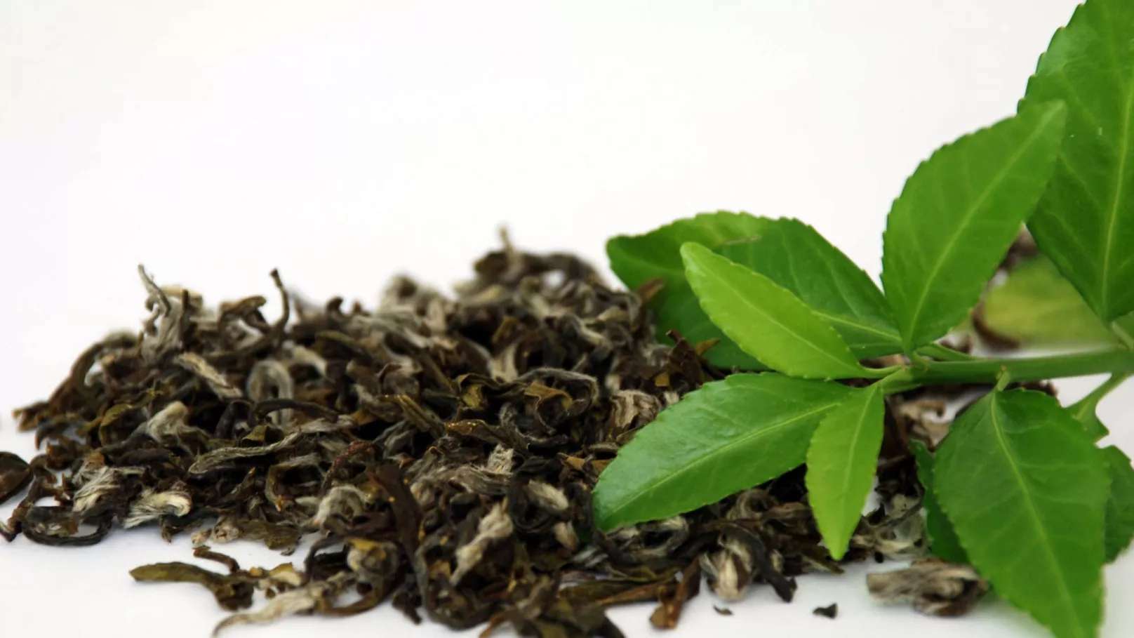 Gilan tea