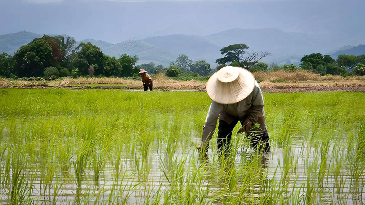 Flower farming services