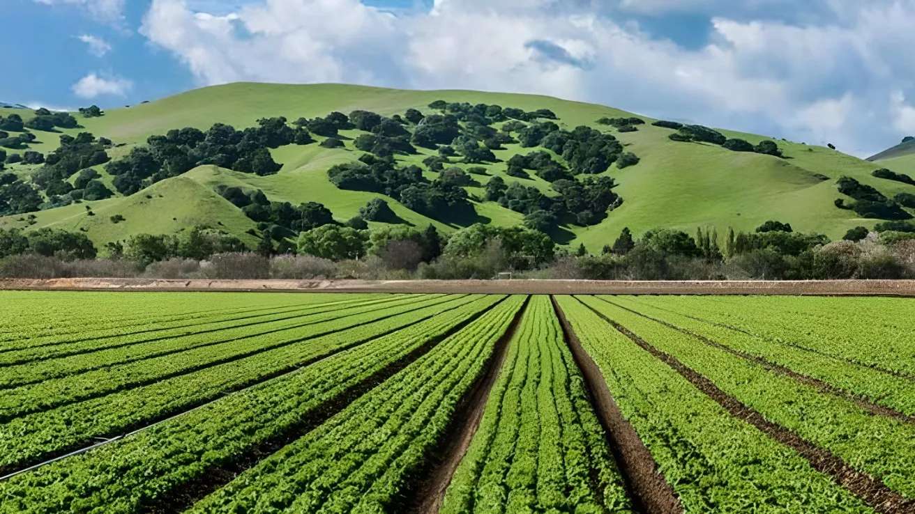 Flower farming services