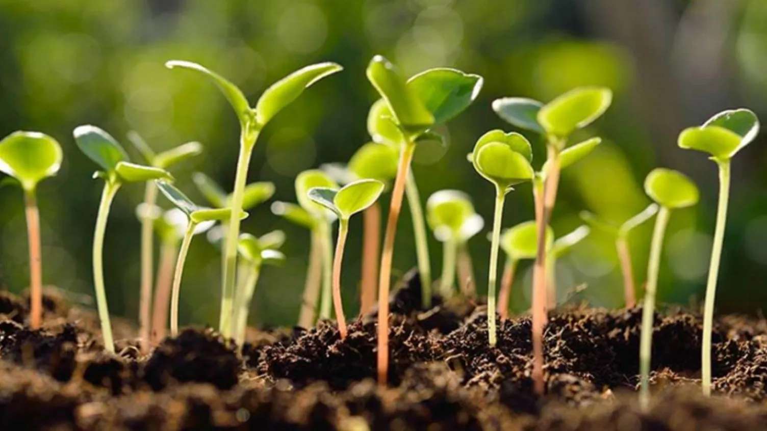 Flower farming services