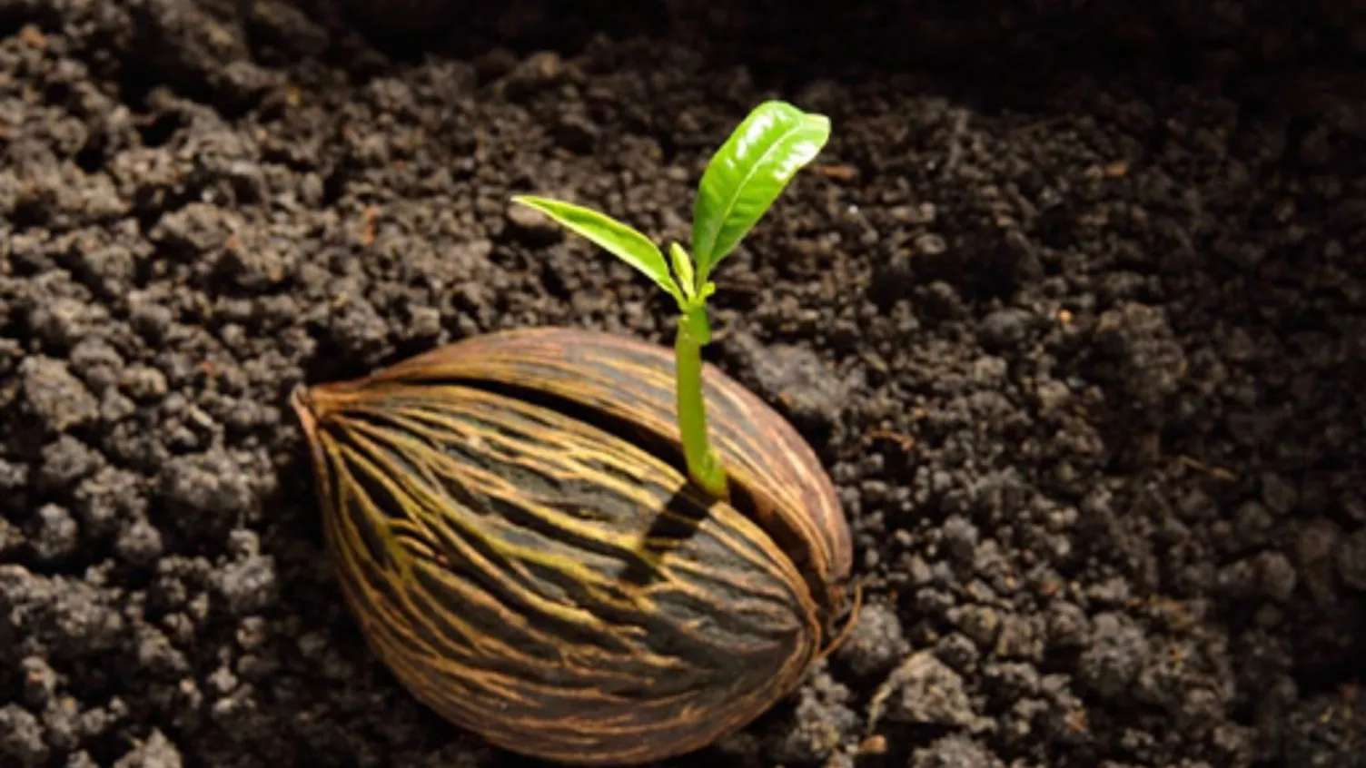 Agricultural services