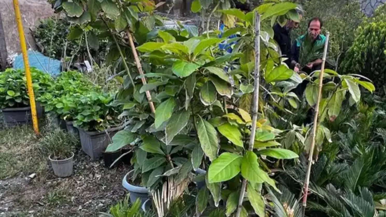 Selling flowers and plants