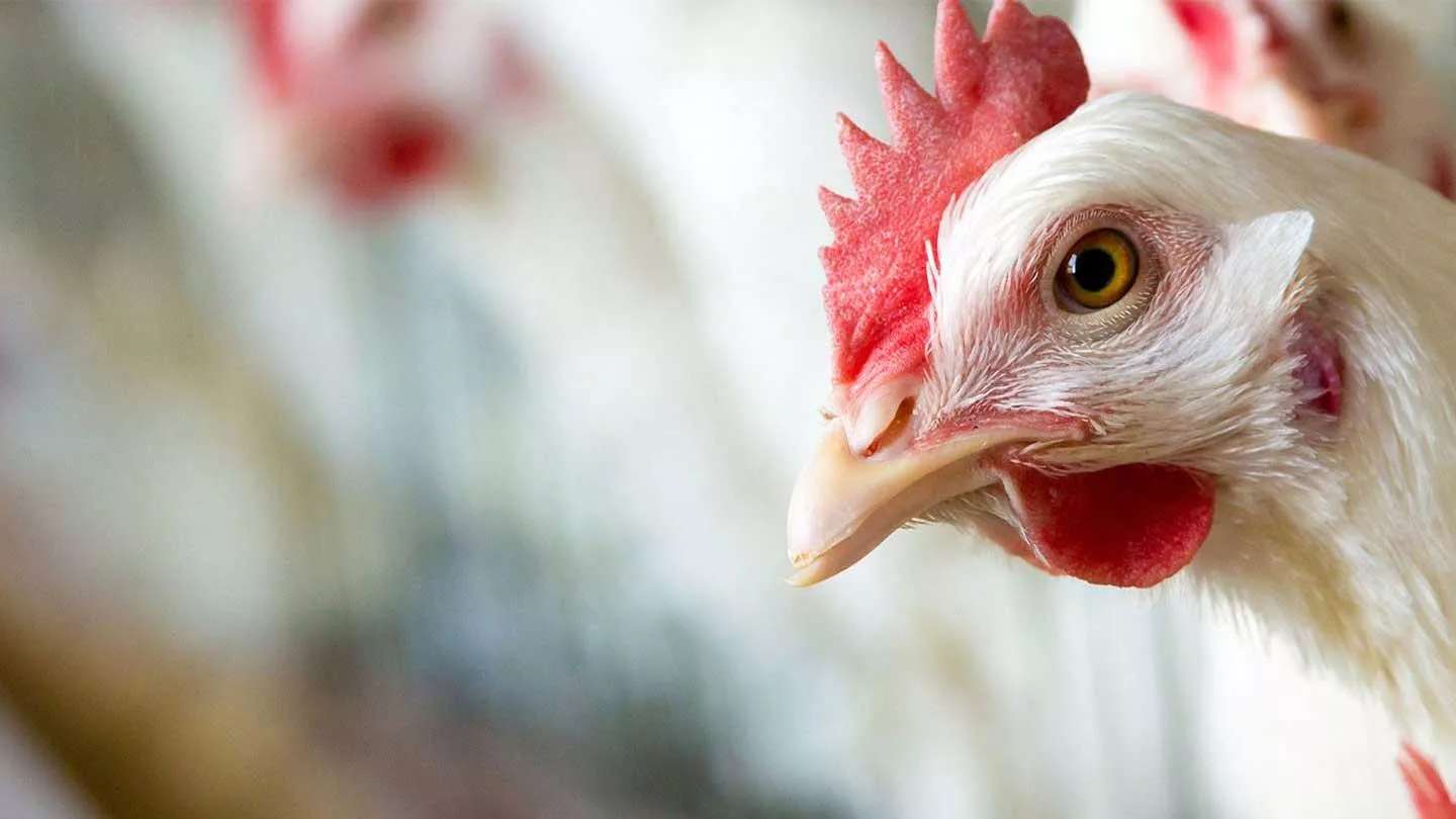 Faqih Lou's Poultry Facility