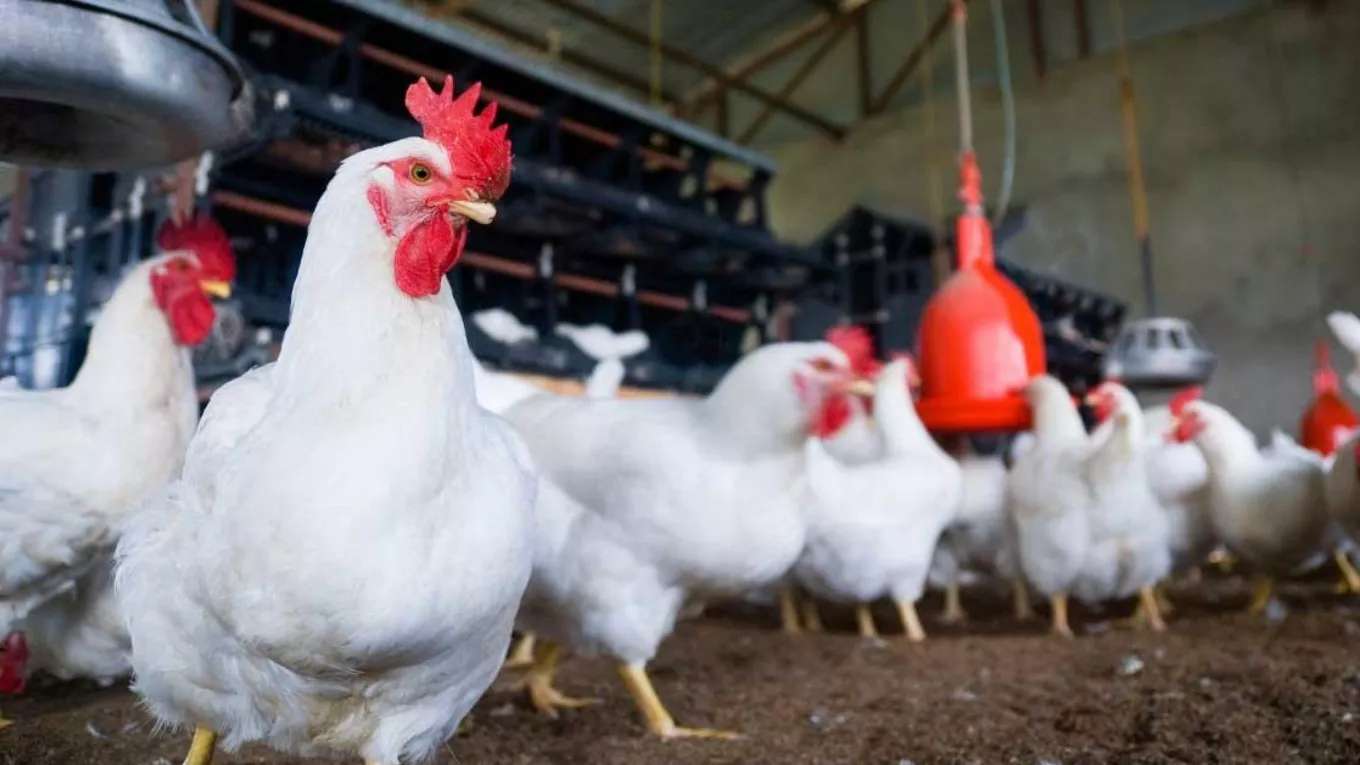 Faqih Lou's Poultry Facility