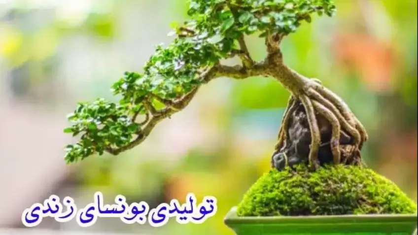Sale of live bonsai
