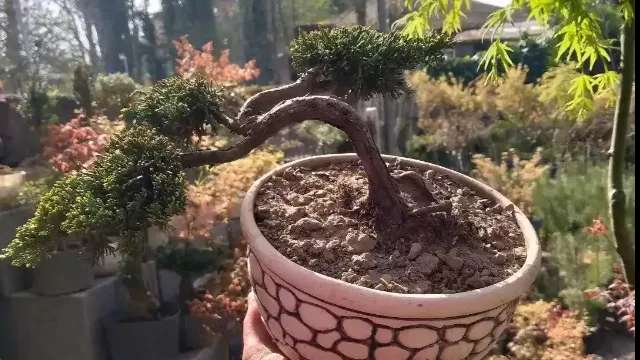 Sale of live bonsai