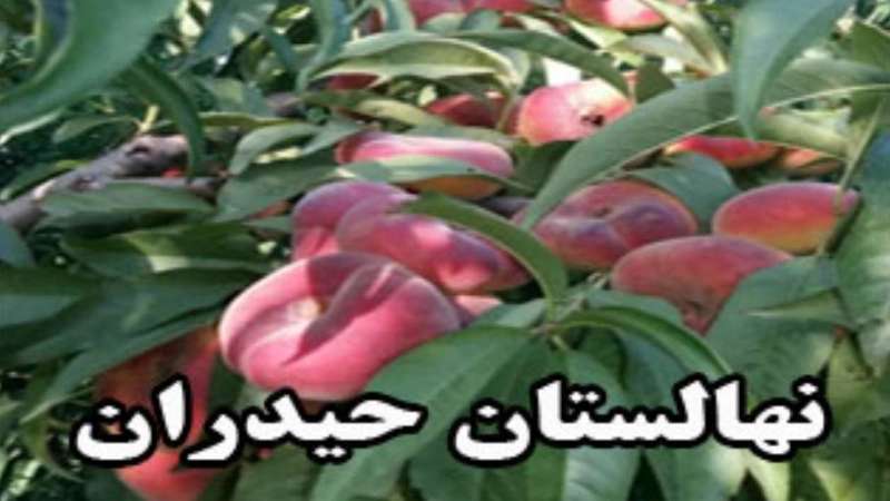 Haidaran Nursery