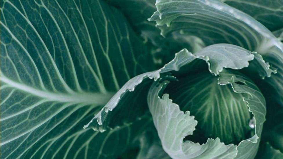 Ravis Agricultural Complex