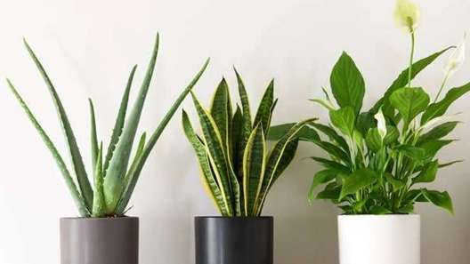 Selling all kinds of flowers and plants