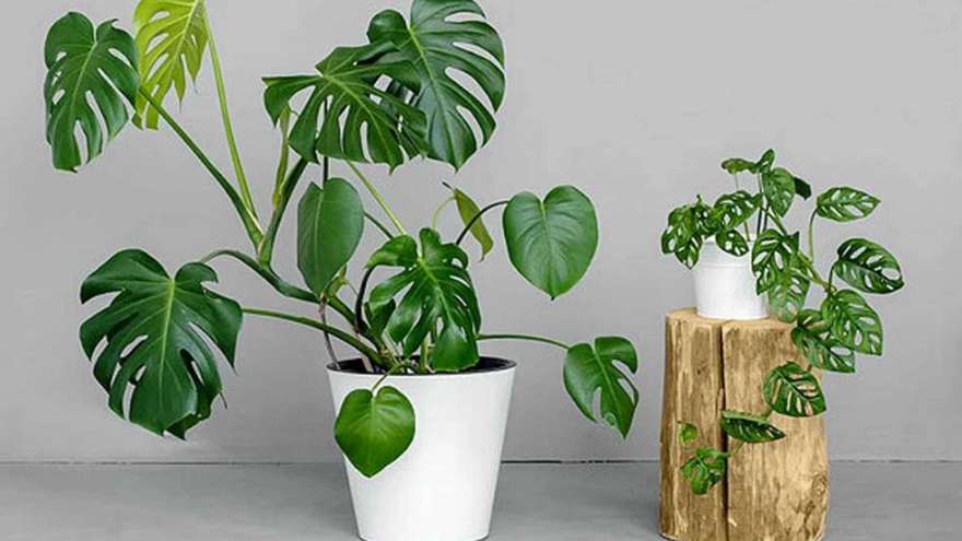 Selling all kinds of flowers and plants