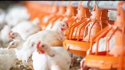 Pars Poultry poultry farming equipment