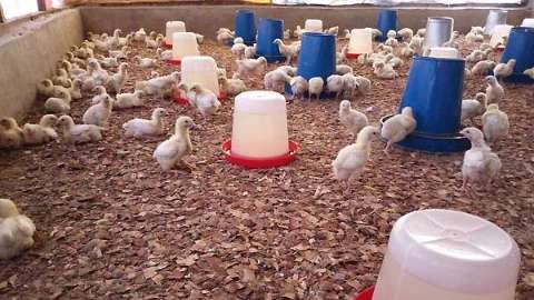 Pars Poultry poultry farming equipment