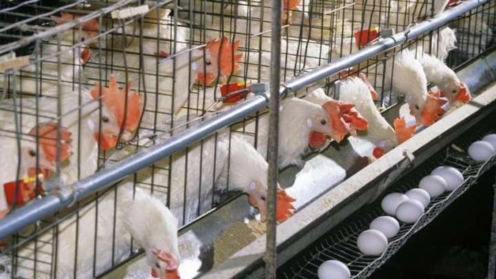 Pars Poultry poultry farming equipment