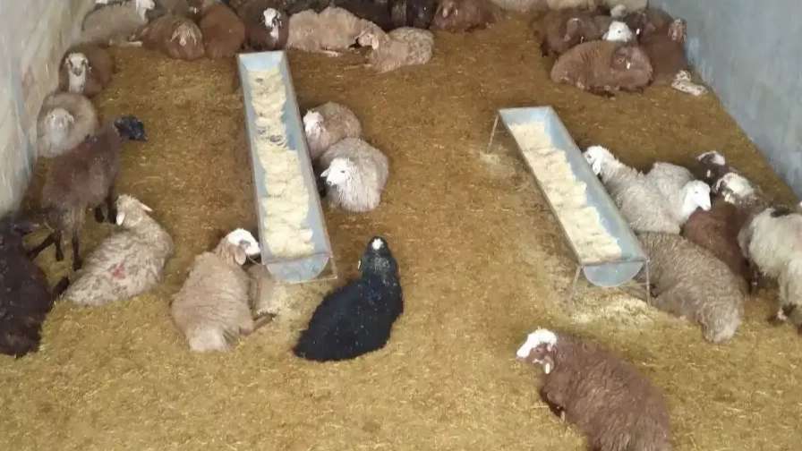 Zero to one hundred farmer livestock services