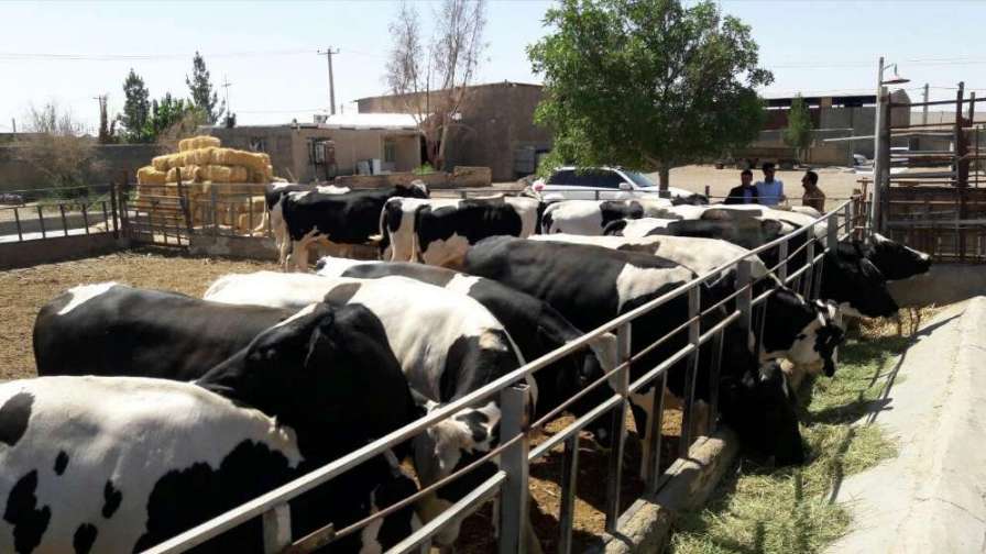 Zero to one hundred farmer livestock services