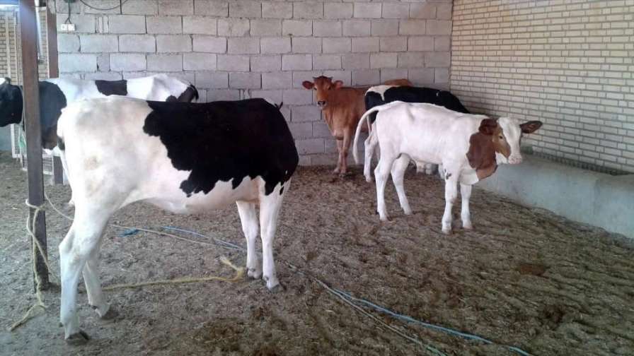 Zero to one hundred farmer livestock services