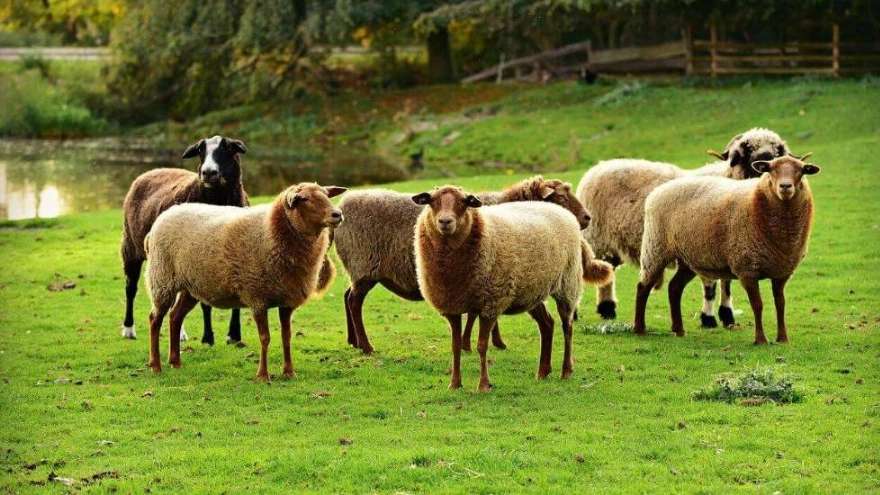 Zero to one hundred farmer livestock services