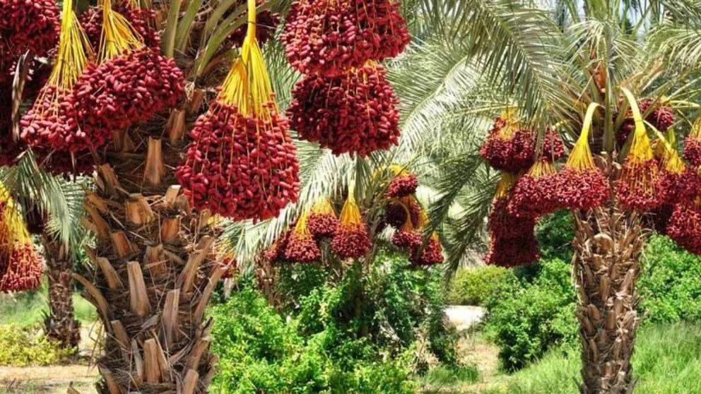 Pyaram Arvin date palm grove