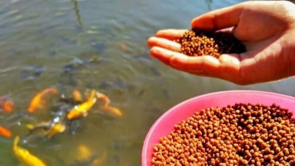 Danso tropik balıkları için yem üretimi