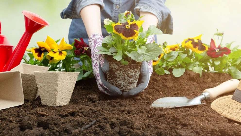 إنتاج التربة السلطانية