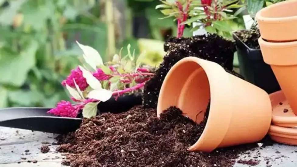 إنتاج التربة السلطانية