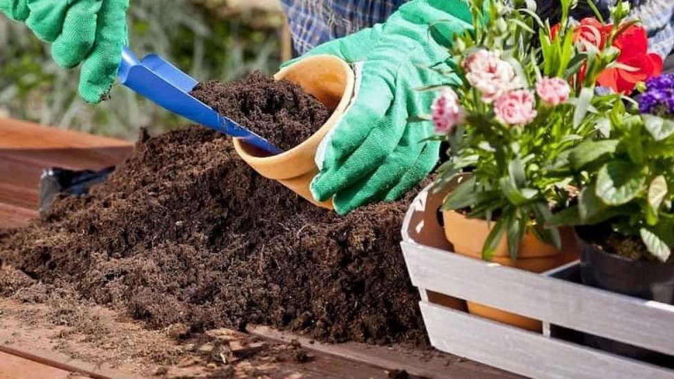 إنتاج التربة السلطانية