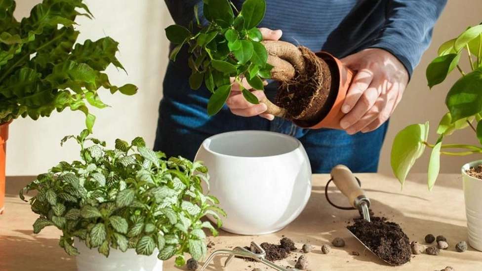 إنتاج التربة السلطانية