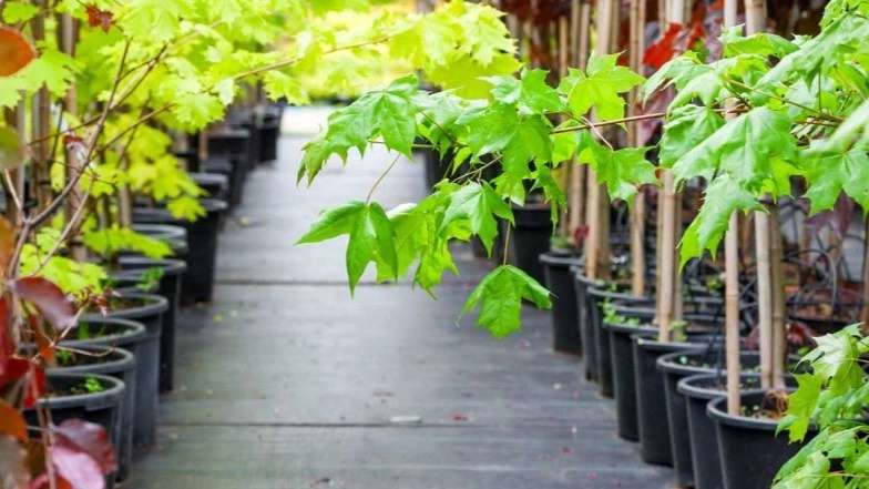 Azar Royal Nahal Nursery