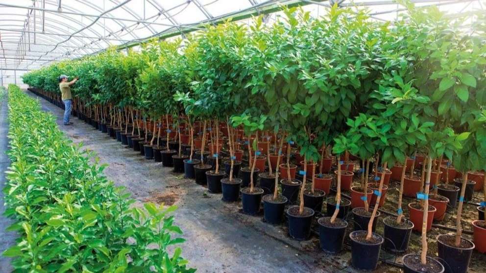 Azar Royal Nahal Nursery
