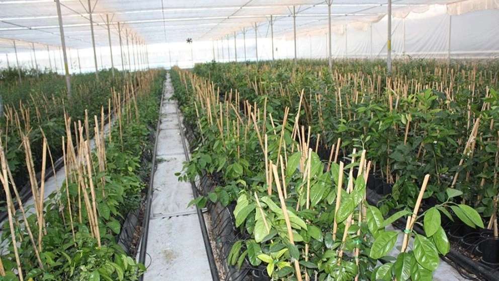 Azar Royal Nahal Nursery