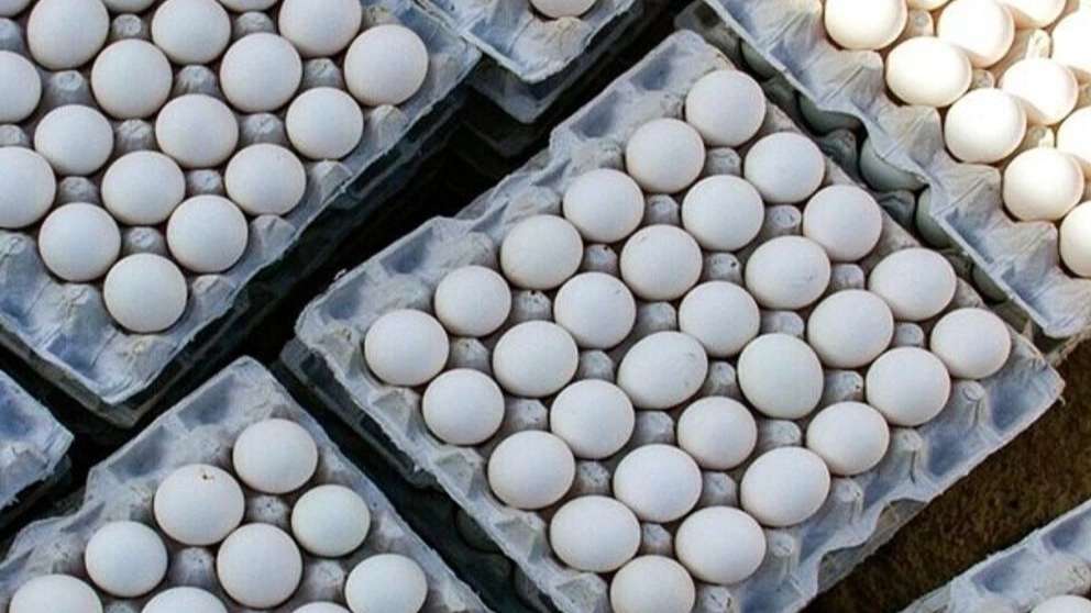 Sharifzadeh egg