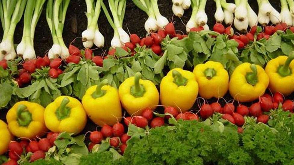 Ghafarzadeh summer clothes sale