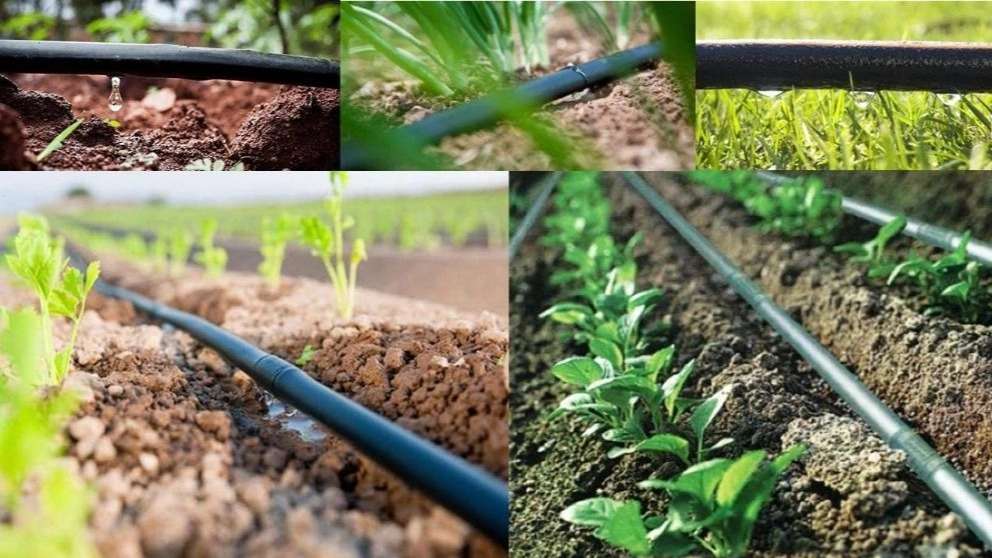 Official representative of Polyran Zare