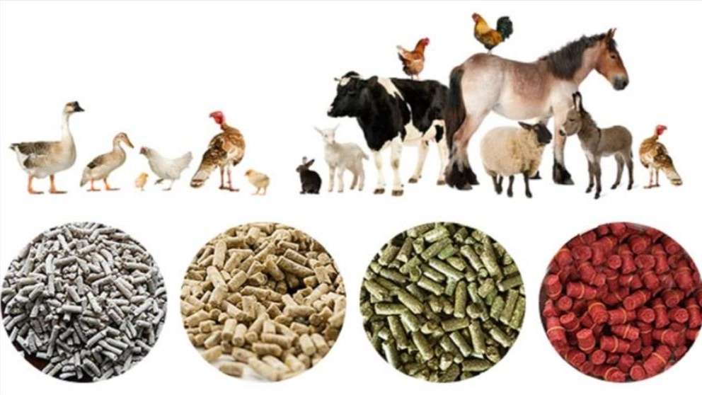 Poultry livestock and poultry