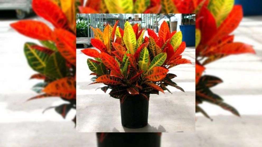 Selling all kinds of flowers and plants