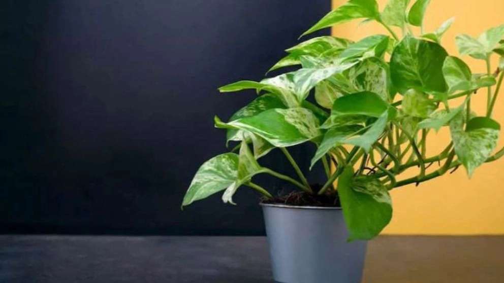 Selling all kinds of flowers and plants