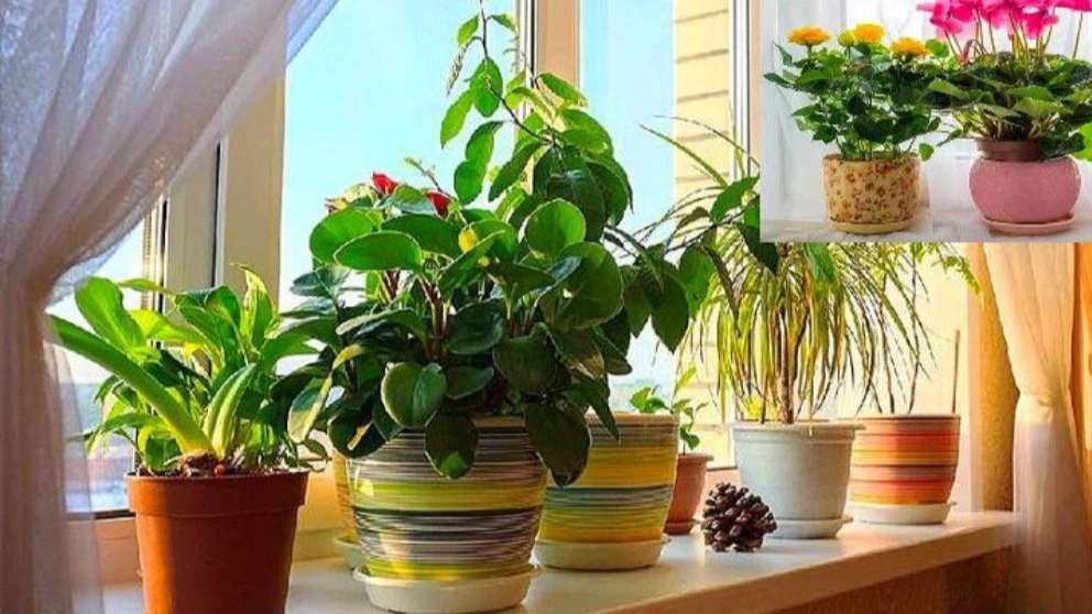 Selling all kinds of flowers and plants