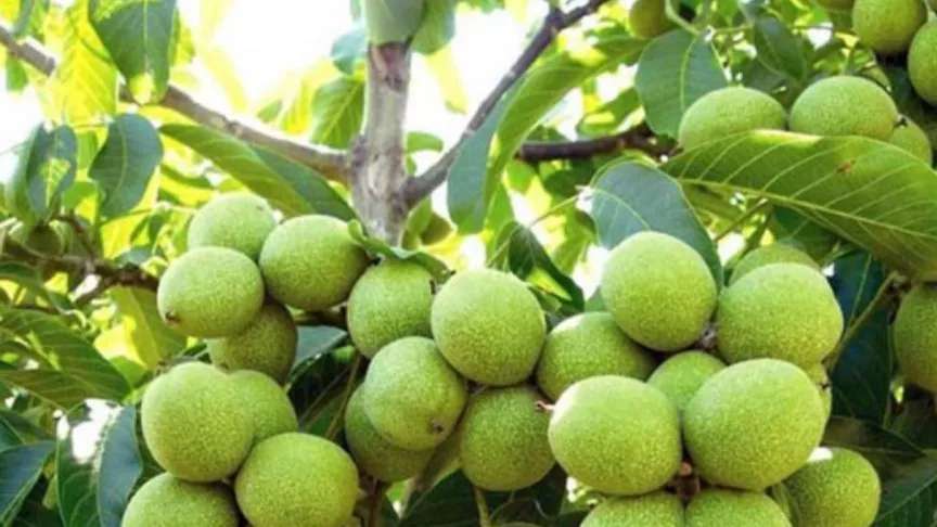 Zengin olmak için ceviz bahçesi kurmak