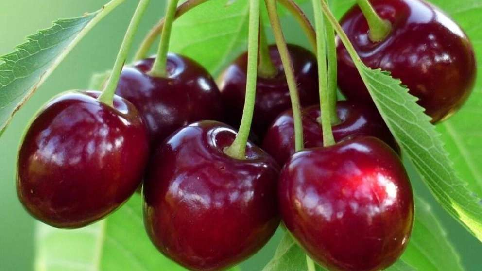 حضانة بشير زاده